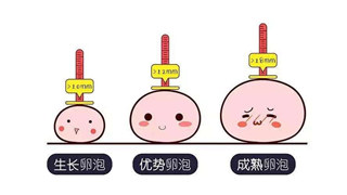 為(wèi)愛「鼓掌」前，做個排卵監測更放心？